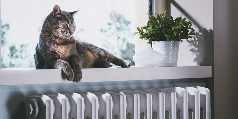 Auf der Fensterbank liegende Katze