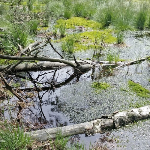 Moorlandschaft - unberührte Natur