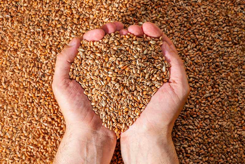 Getreideschrot in den Händen
