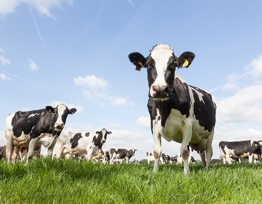 Kühe auf einer Weide