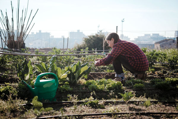 Frau im Garten Gemüseanbau
