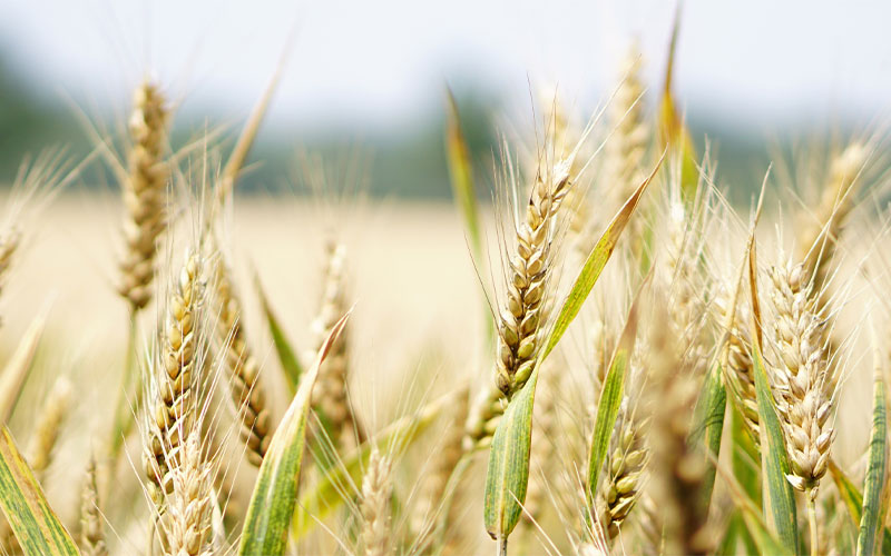 Nahaufnahme Kornfeld