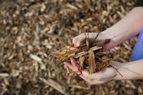 Eine Hand voll Holzhäcksel aus schnellwachsenden Baumarten. Diese können als Biomasse zur Wärme- und Stromerzeugung genutzt werden.