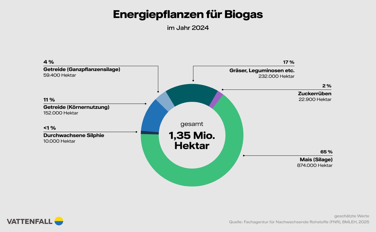Infografik mit dem Titel „Energiepflanzen für Biogas im Jahr 2024“. In der Mitte steht: „gesamt 1,35 Mio. Hektar“. Ein Kreisdiagramm zeigt die Anteile verschiedener Pflanzenarten:  65 % Mais (Silage), 874.000 Hektar  17 % Gräser, Leguminosen etc., 232.000 Hektar  11 % Getreide (Körnernutzung), 152.000 Hektar  4 % Getreide (Ganzpflanzensilage), 59.400 Hektar  2 % Zuckerrüben, 22.900 Hektar  < 1 % Durchwachsene Silphie, 10.000 Hektar. Unten steht das Logo von Vattenfall sowie die Quellenangabe: „Fachagentur für Nachwachsende Rohstoffe (FNR), BMLEH, 2025“.
