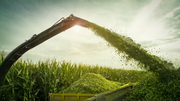 Der Mais samt dem Grün der Pflanzen wird gemahlen in einem großen Bogen in Container geschüttet.