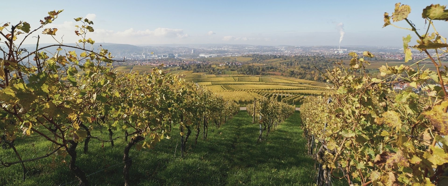 Blick über die Stadt Stuttgart mit den Weinbergen im Vordergrund und der Skyline im Hintergrund.