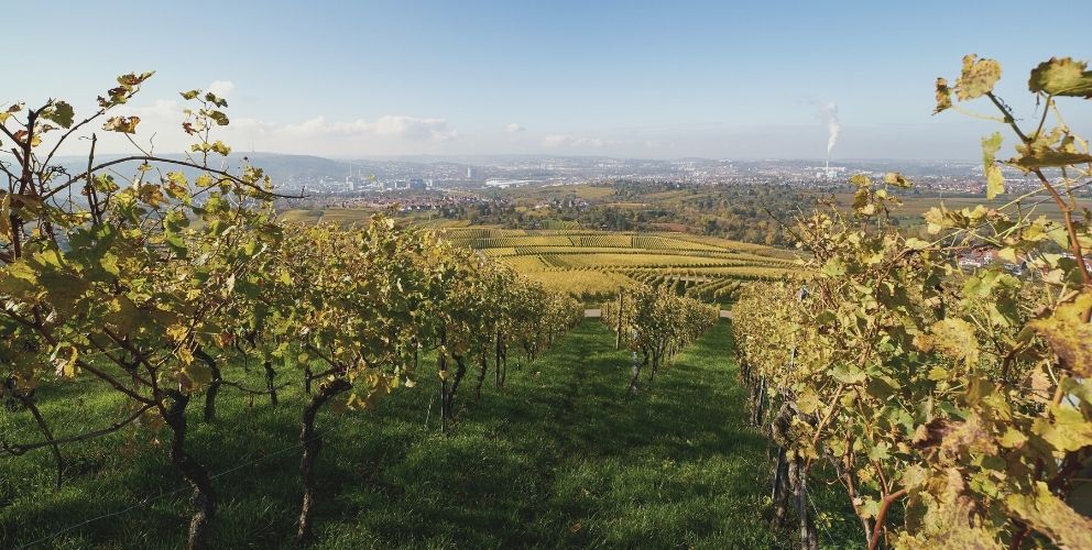 Blick über die Stadt Stuttgart mit den Weinbergen im Vordergrund und der Skyline im Hintergrund.