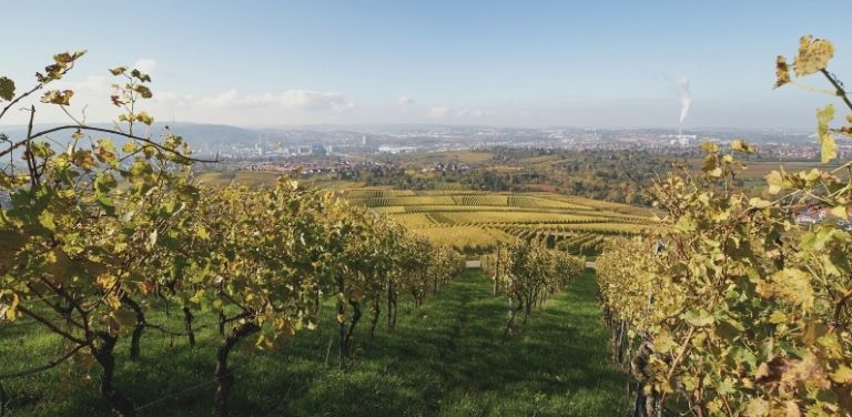 Blick über die Stadt Stuttgart mit den Weinbergen im Vordergrund und der Skyline im Hintergrund.