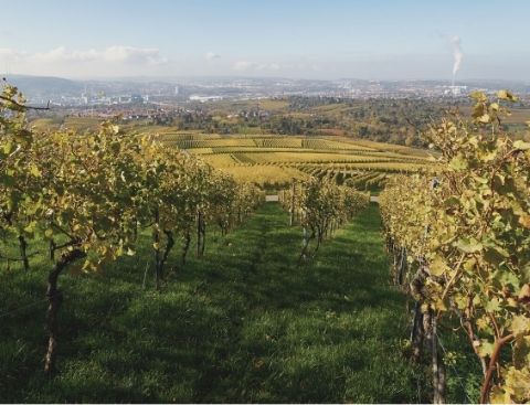 Blick über die Stadt Stuttgart mit den Weinbergen im Vordergrund und der Skyline im Hintergrund.